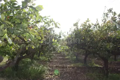 Agricolo in vendita, Via Emanuela, Erice