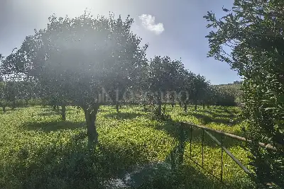 Agricolo in vendita, Via Martognella, Valderice
