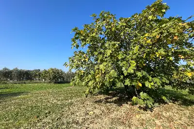 Agricolo in vendita, Via Francesco Baracca , Martinsicuro, Martinsicuro