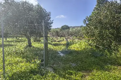 Agricolo in vendita, Via Martognella, Valderice