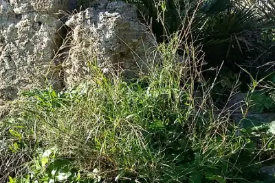 Agricolo in vendita, Contrada Martognella, Valderice