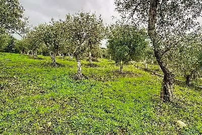 Agricolo in vendita, Strada Vicinale Taniga Baldella, Sennori