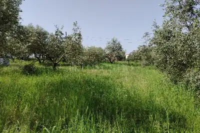 Agricolo in vendita, Terreno Zona Finocchio, Roma