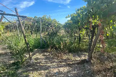 Agricolo in vendita, Strada Provinciale 62, Cerignola