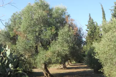 Edificabile Residenziali in vendita, Via Scalelle, Gallipoli