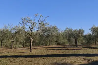 Agricolo in vendita, Localita' Bibbiano, Colle di Val d'Elsa