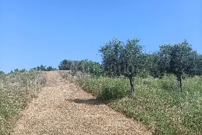 Agricolo in vendita, Via Ripoli, Spoltore