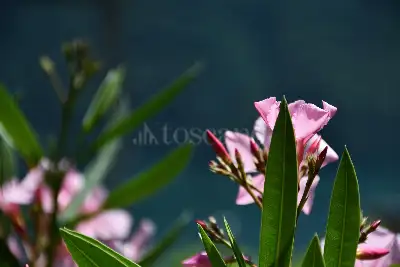 Casa Indipendente in vendita, Via Schignano, Argegno