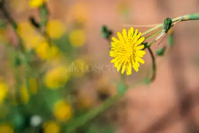 Villa in vendita, Via Catania, Tremestieri Etneo