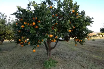Agricolo in vendita, Via Emanuela, Erice