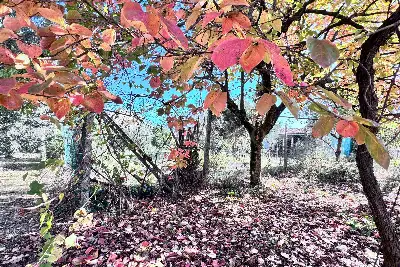 Villa in vendita, via colle cancellata grande , Zagarolo