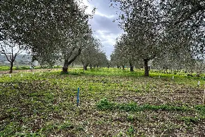 Casa Indipendente in vendita, Strada Vicinale Punta Moro, Alghero