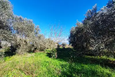 Agricolo in vendita, Via Tropea, Aprilia