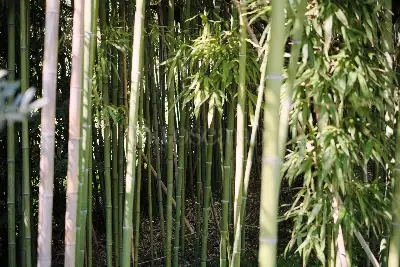Casa Indipendente in vendita, Via Pompeo Magno , Albano Laziale
