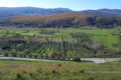 Agricolo in vendita, Località Caria Girifalco, Girifalco
