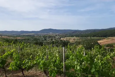 Agricolo in vendita, Località Caria Girifalco, Girifalco
