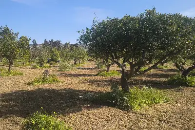 Agricolo in vendita, Via Emanuela, Erice