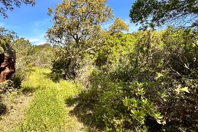 Agricolo in vendita, Telti via Monti Longu., Telti