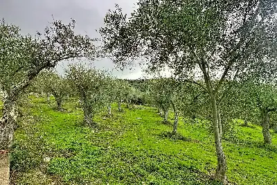 Agricolo in vendita, Strada Vicinale Taniga Baldella, Sennori