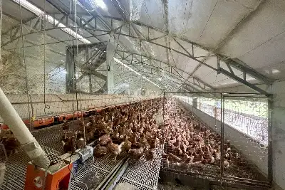 Capannone in vendita, Arlena di Castro, Arlena di Castro