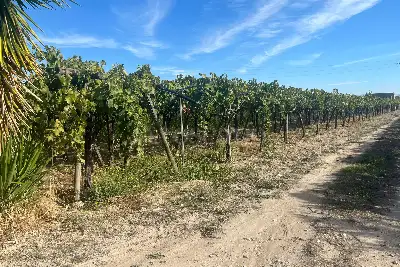 Agricolo in vendita, Strada Provinciale 62, Cerignola