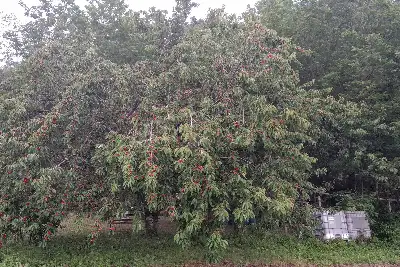 Casa Indipendente in vendita, Località Curcelle, Vernio