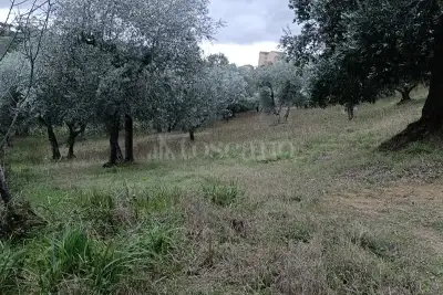 Agricolo in vendita, Strada Di Pescaia, Siena