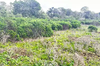 Agricolo in vendita, Loc. Caldosu, Sant'Antonio di Gallura