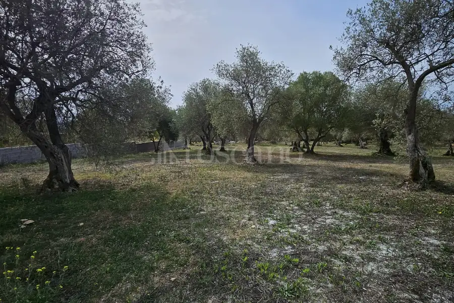 Edificabile Residenziali in vendita di 10.000 mq a €99.000 (rif. 176/2025)