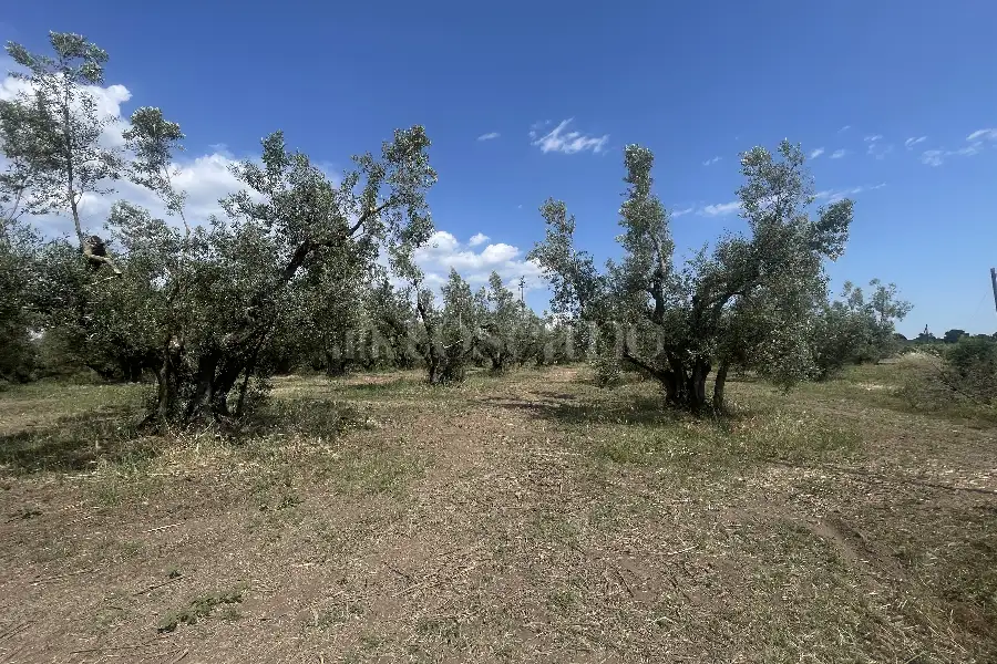 Agricolo in vendita di 60.000 mq a €170.000 (rif. 25/2026)