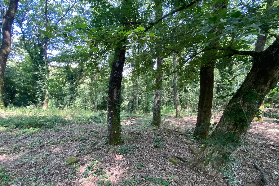 Agricolo in vendita di 5.000 mq a €19.000 (rif. 36/2025)