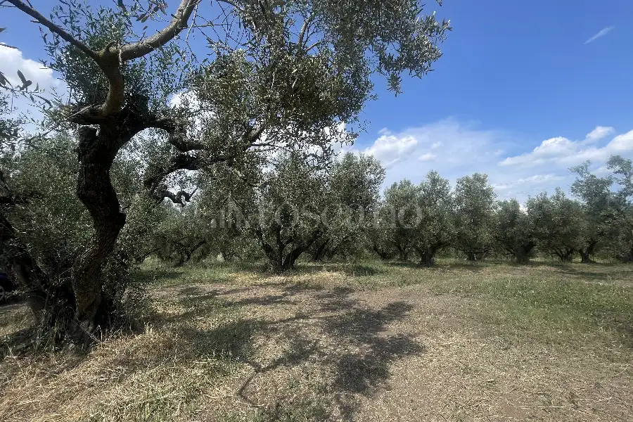 Agricolo in vendita di 60.000 mq a €170.000 (rif. 25/2026)