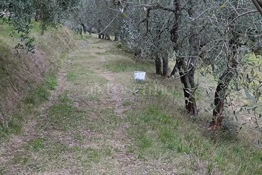Agricolo in vendita di 15.000 mq a €30.000 (rif. 18/2025)