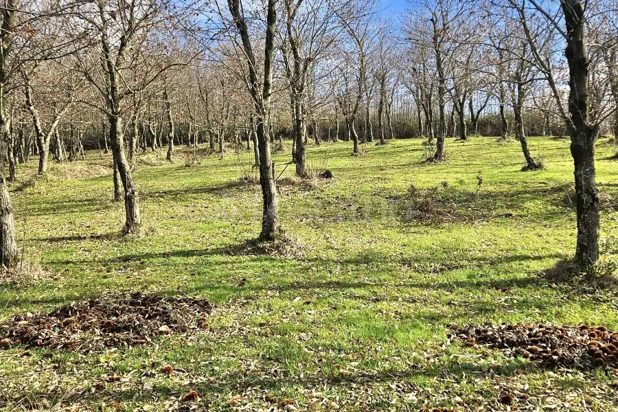 Agricolo in vendita di 4.600 mq a €18.000 (rif. 26/2026)