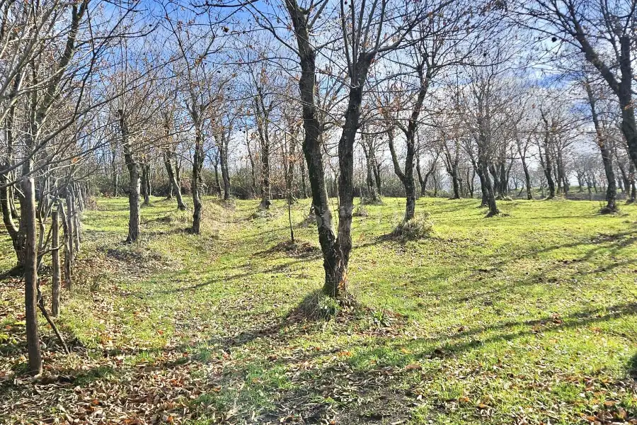 Agricolo in vendita di 4.600 mq a €18.000 (rif. 26/2026)