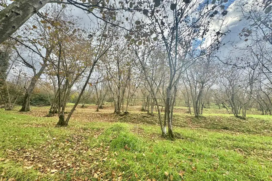 Agricolo in vendita di 25.000 mq a €80.000 (rif. 97/2024)