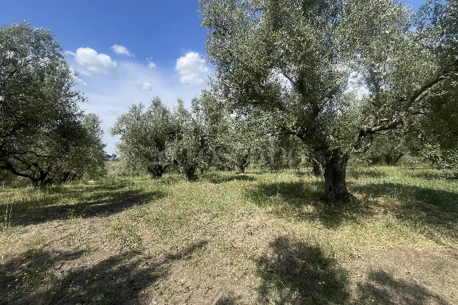 Agricolo in vendita di 60.000 mq a €170.000 (rif. 25/2026)