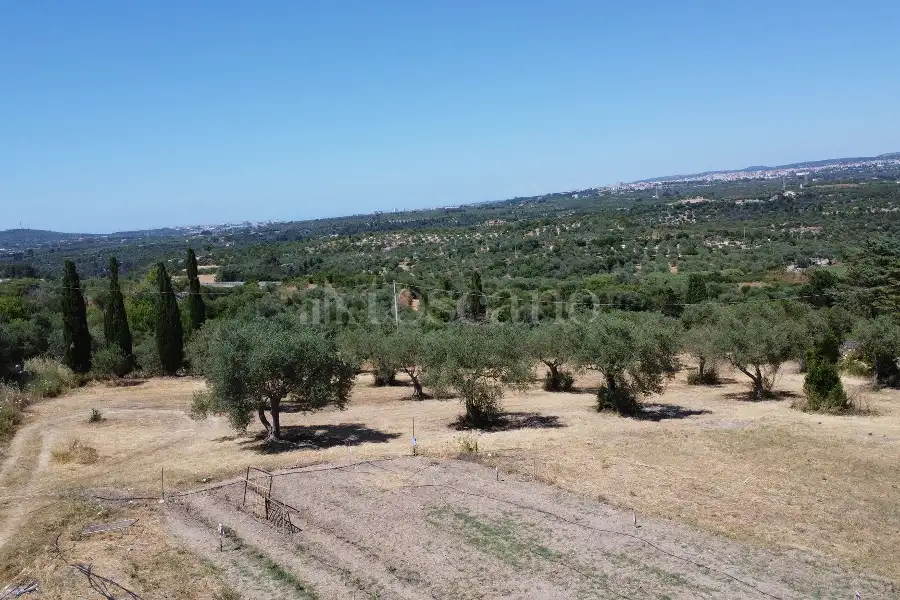 Edificabile Industriale in vendita di 9.000 mq a €50.000 (rif. 142/2026)