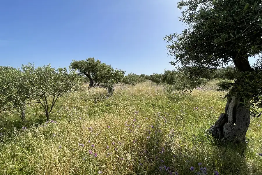 Agricolo in vendita di 3.300 mq a €28.000 (rif. 10/2025)