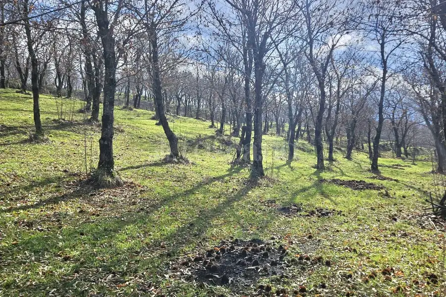 Agricolo in vendita di 4.600 mq a €18.000 (rif. 26/2026)
