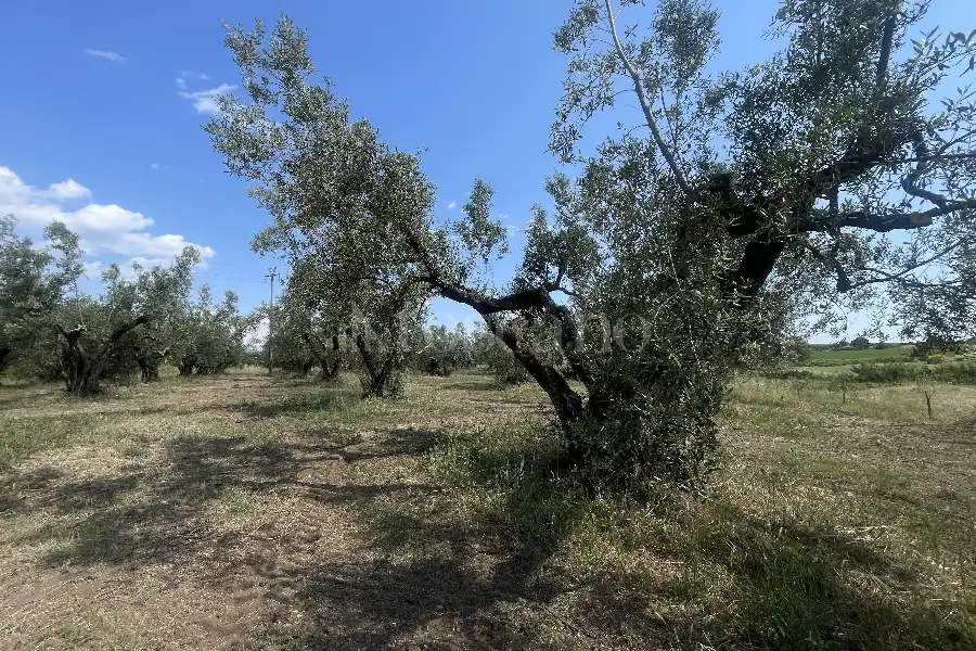 Agricolo in vendita di 60.000 mq a €170.000 (rif. 25/2026)
