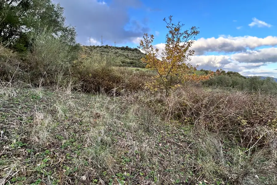 Agricolo in vendita di 4.300 mq a €10.000 (rif. 213/2025)