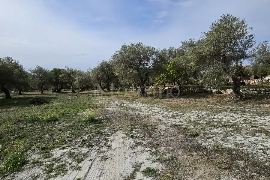 Edificabile Residenziali in vendita di 10.000 mq a €99.000 (rif. 176/2025)
