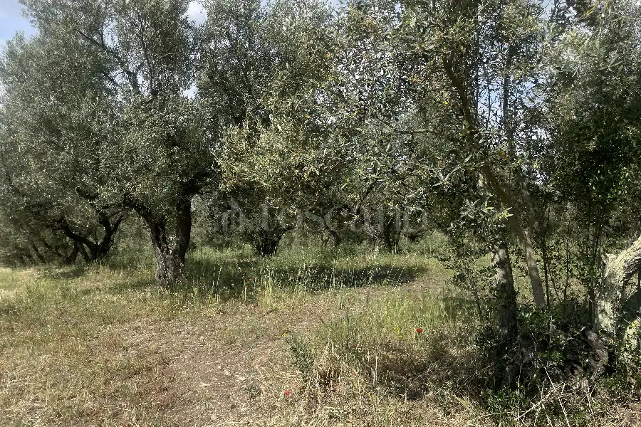 Agricolo in vendita di 60.000 mq a €170.000 (rif. 25/2026)