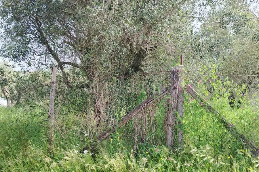 Agricolo in vendita di 5.520 mq a €65.000 (rif. 12/2025)