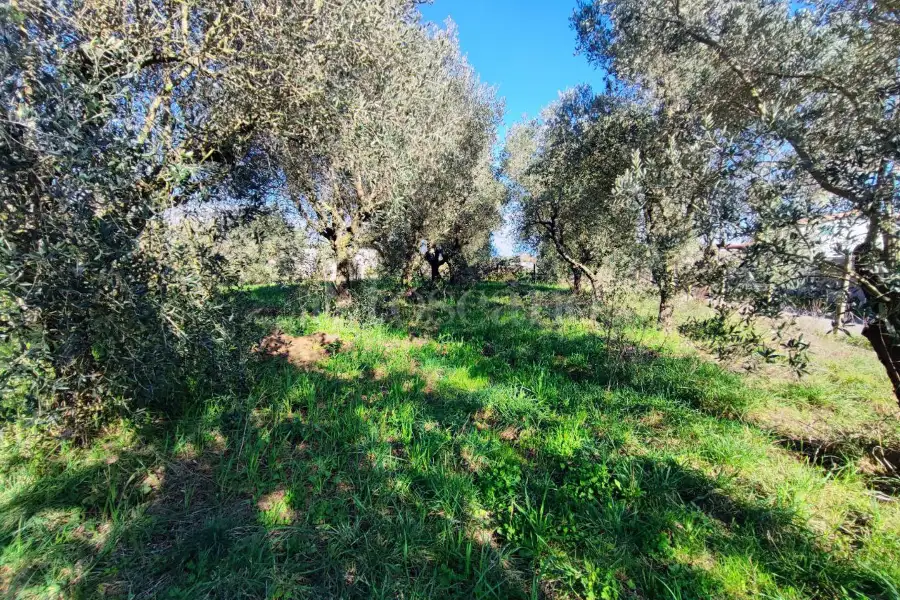 Agricolo in vendita di 1.200 mq a €49.000 (rif. 84/2025)