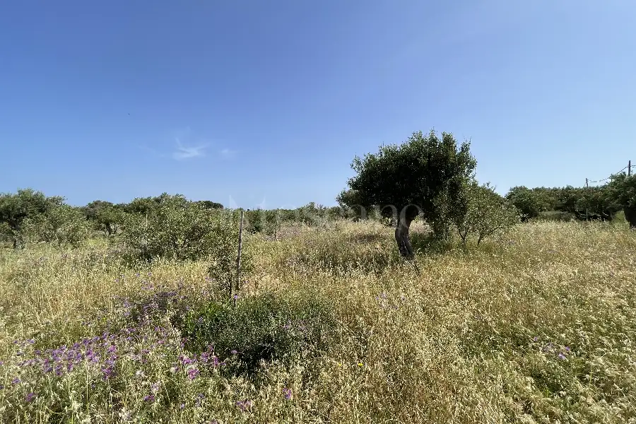 Agricolo in vendita di 3.300 mq a €28.000 (rif. 10/2025)