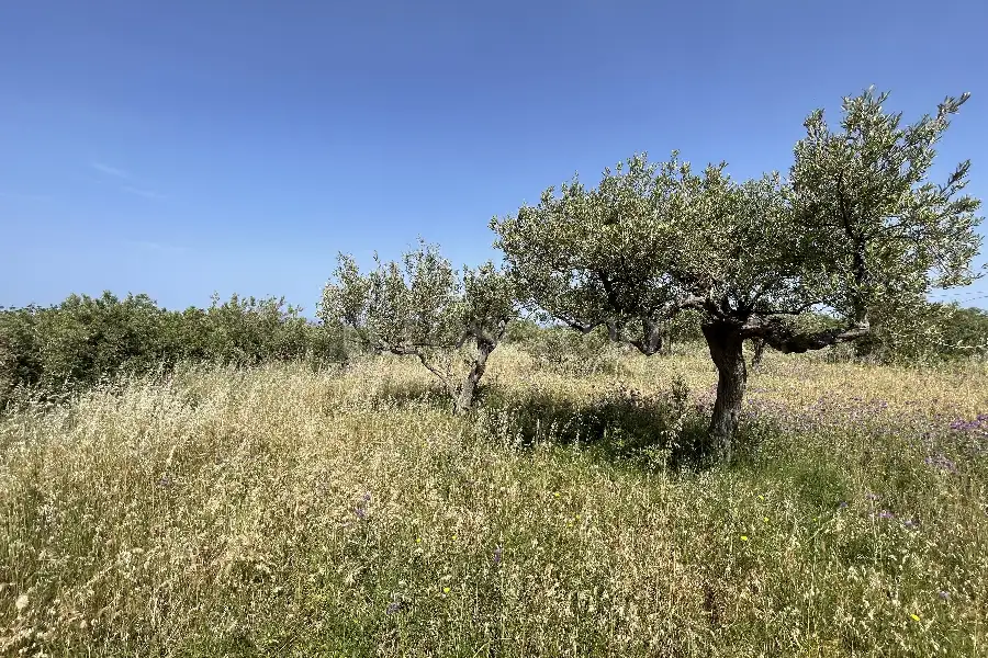 Agricolo in vendita di 3.300 mq a €28.000 (rif. 10/2025)