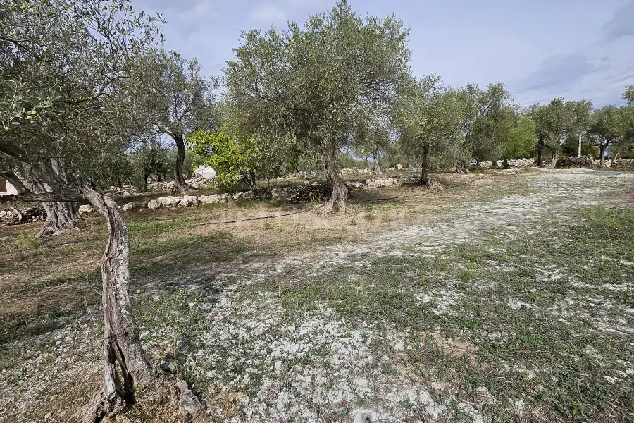 Edificabile Residenziali in vendita di 10.000 mq a €99.000 (rif. 176/2025)