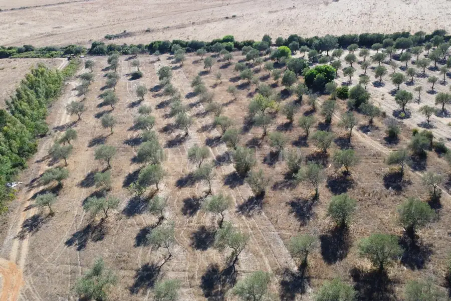 Agricolo in vendita di 10.000 mq a €45.000 (rif. 208/2026)